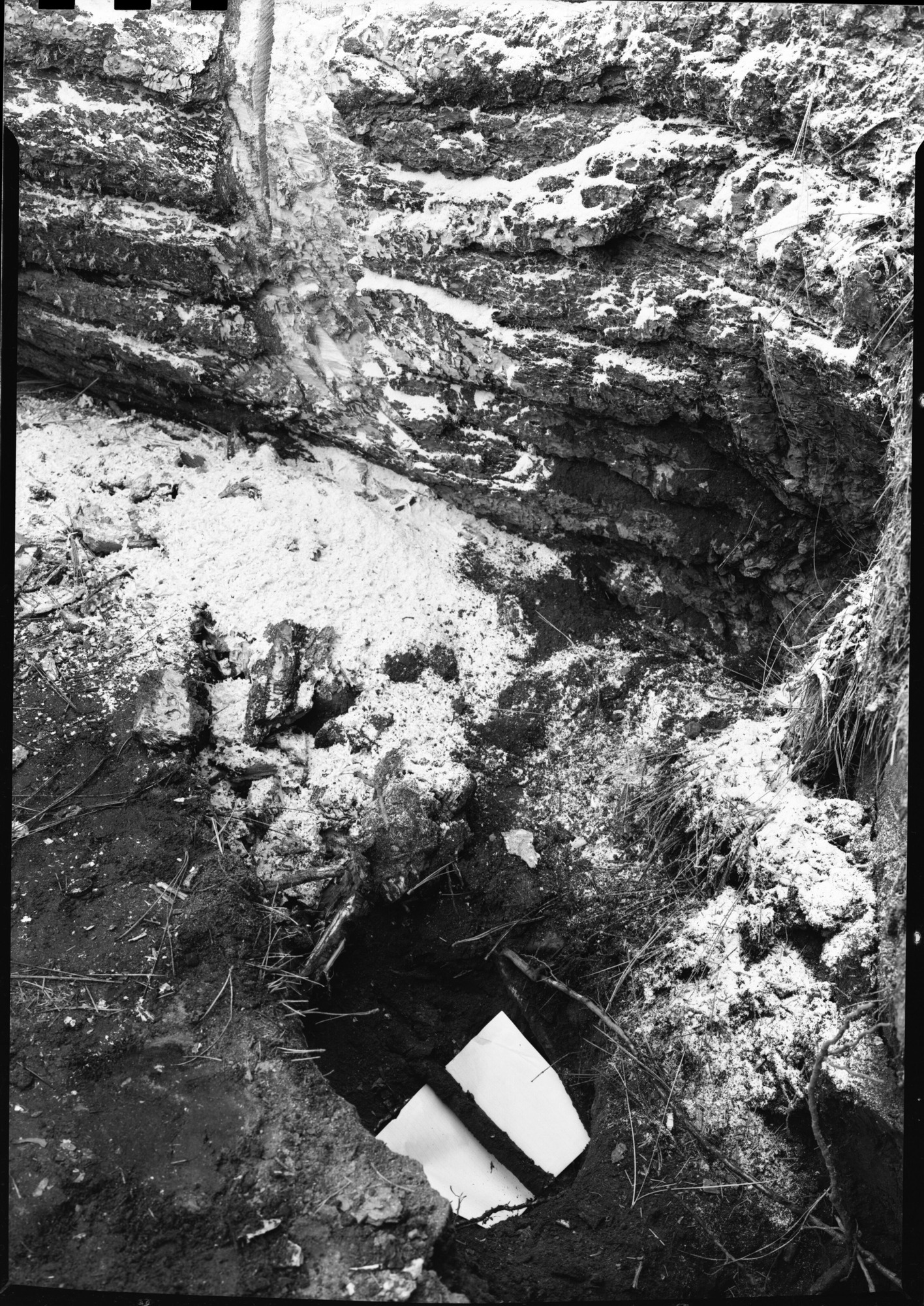Cable Broken by Windblown Tree in Camp 7