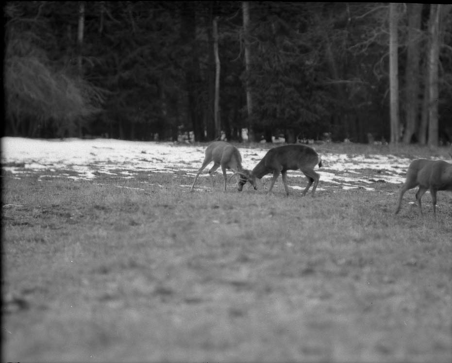 Yosemite National Park