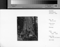 John Stevens. one time guardian (October 1899-September 1904) of Yosemite at extreme left. On horseback, at extreme left, Alice Bruce Garibaldi, of San Francisco. The two stages are shown, one entering tree and one leaving big tree.