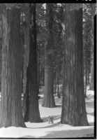 Mr. & Mrs. Theodore Wirth (son of Conrad Wirth-Director NPS in the 1950's) in the Big Trees.