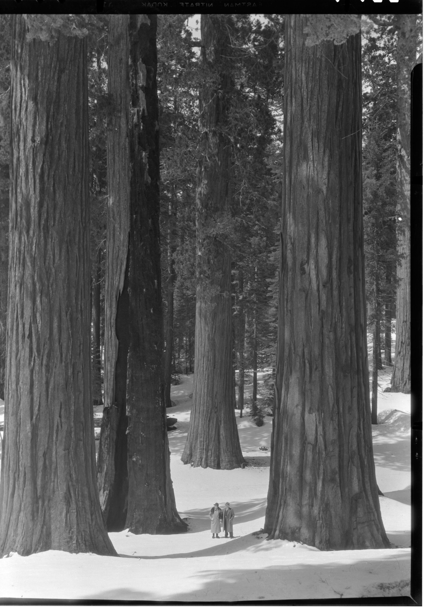 Mr. & Mrs. Theodore Wirth (son of Conrad Wirth-Director NPS in the 1950's) in the Big Trees.