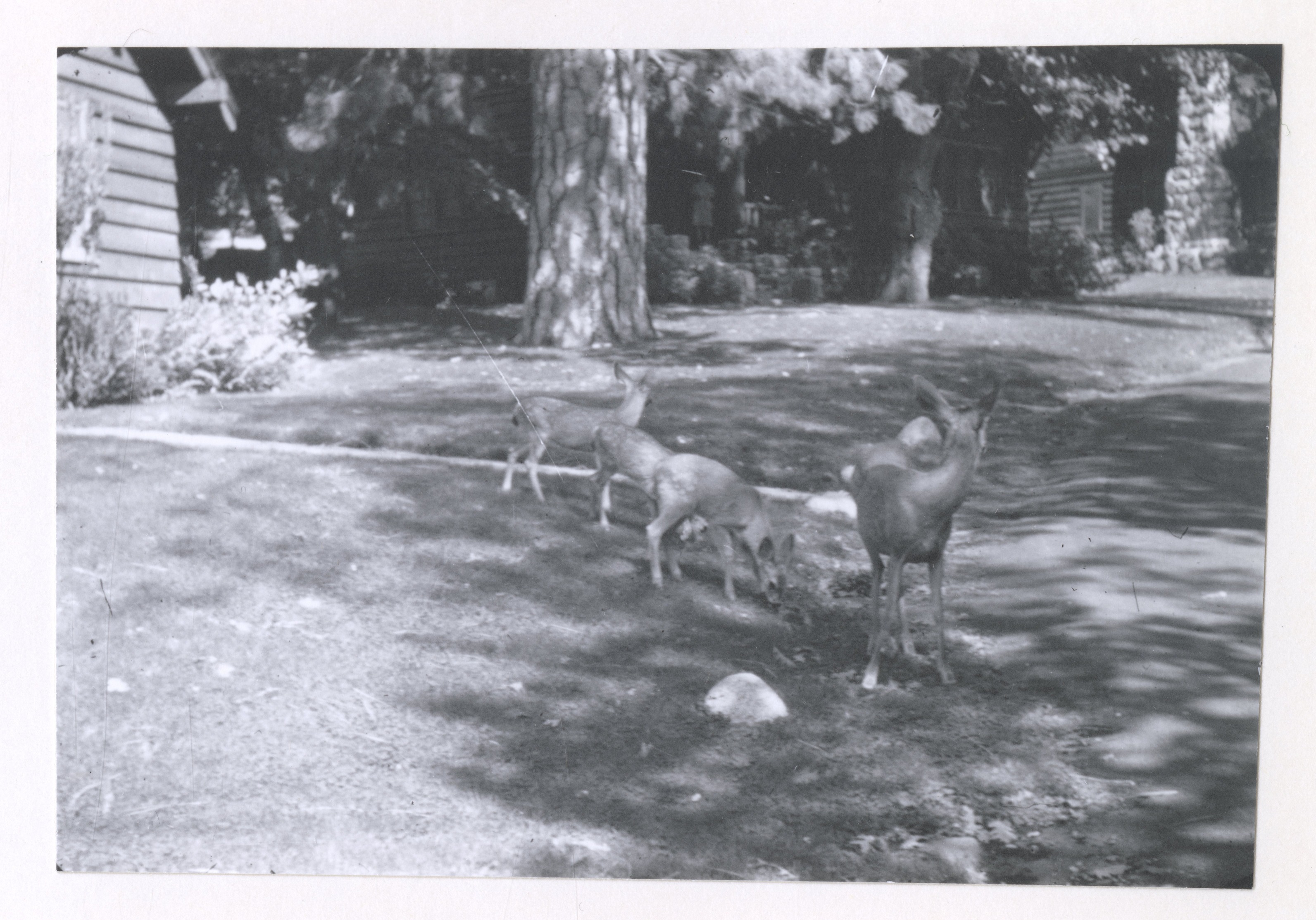 Deer in residential area, getting corn at snow line