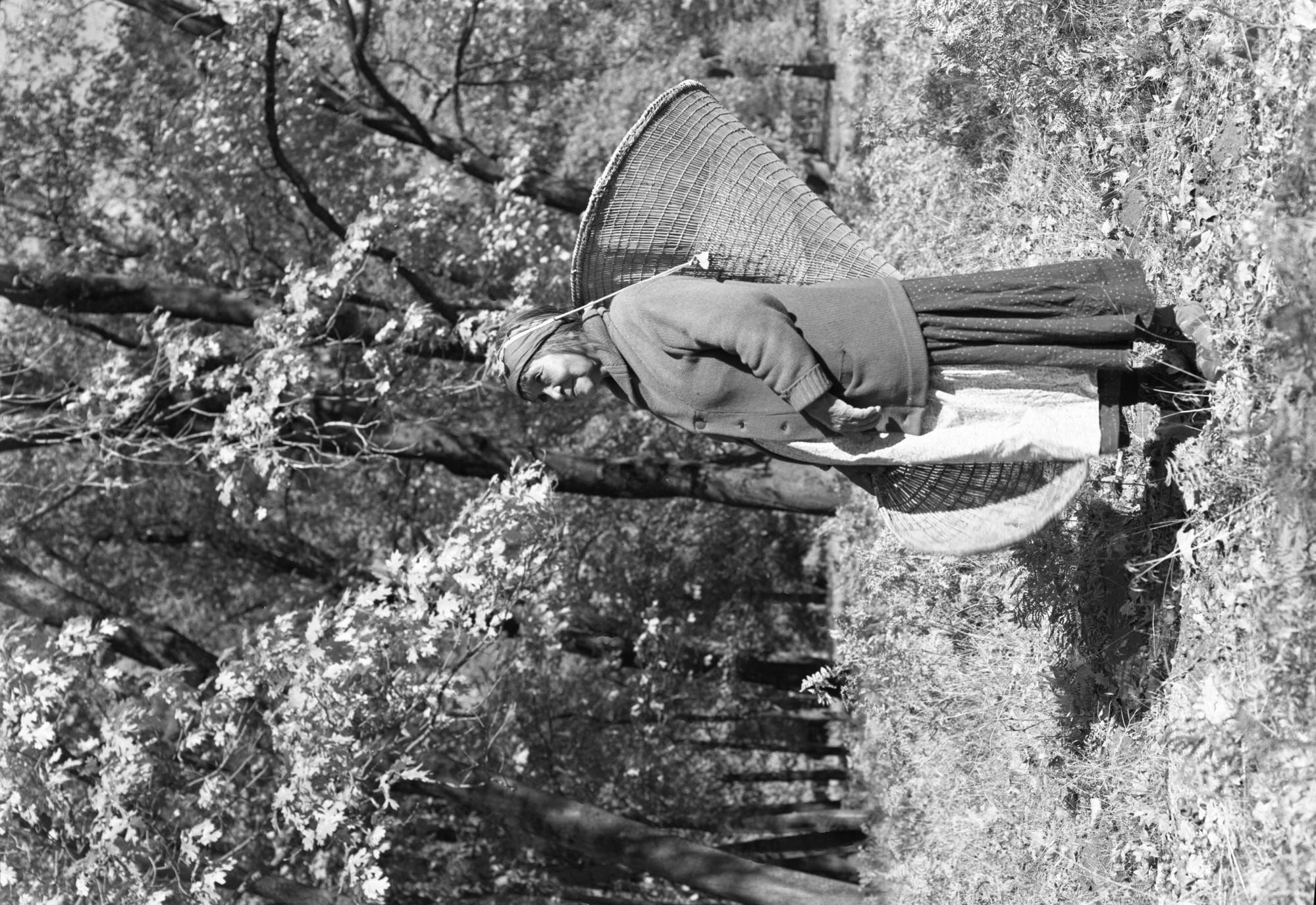 Ta-buce among oak trees gathering acorns.
