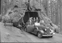 Walter Myers party in Wawona Tree