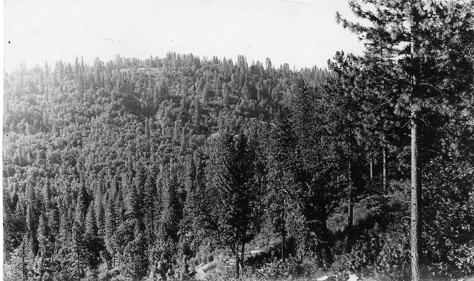 Looking Southeast across Weber Canyon from Fyffe. This is typical of the rolling hills and deeply wooded canyons.