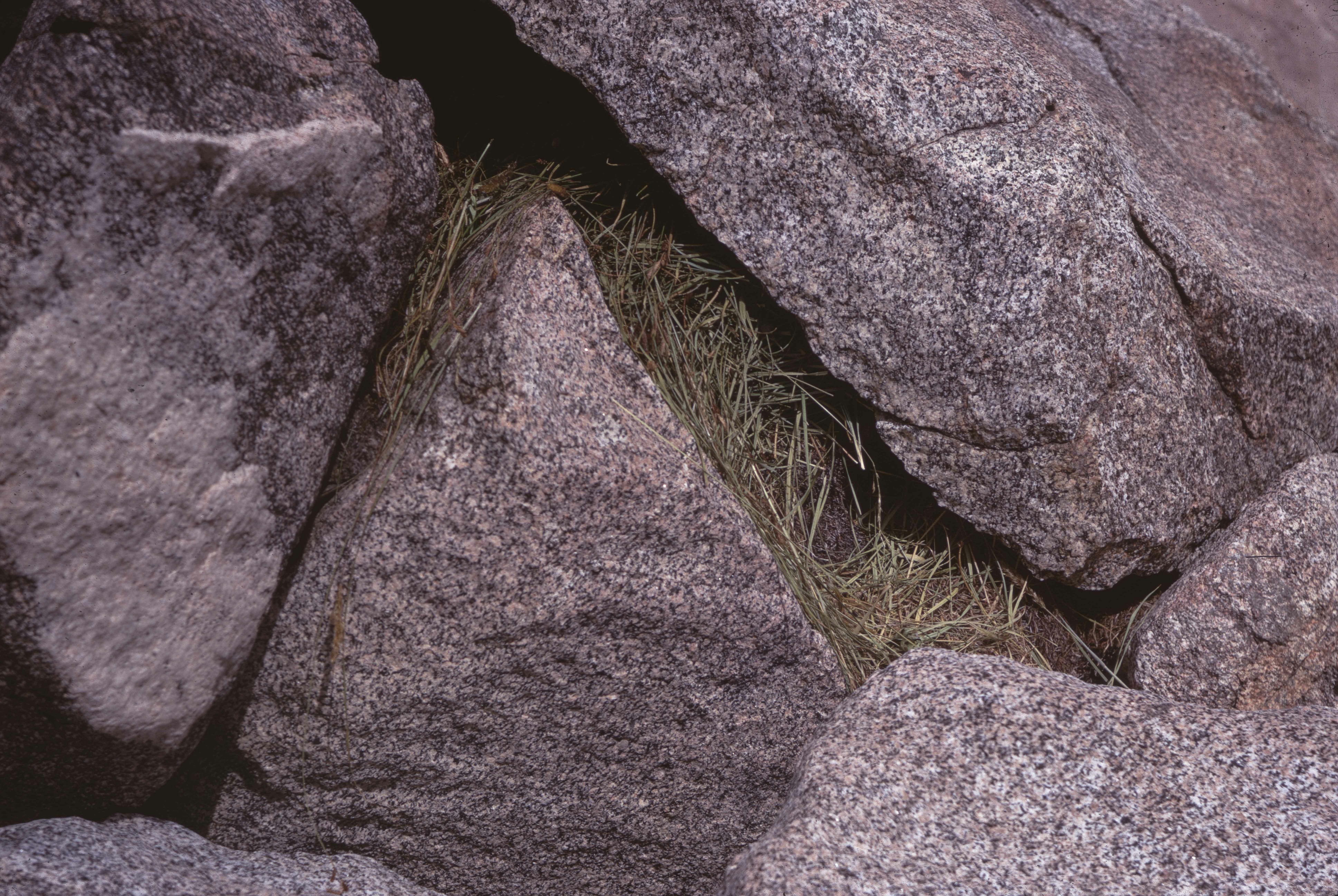 Cony "Haystack" (Granite L.) D-1-j-3. Yosemite Original. Nancy Baggott. C-03-03-039