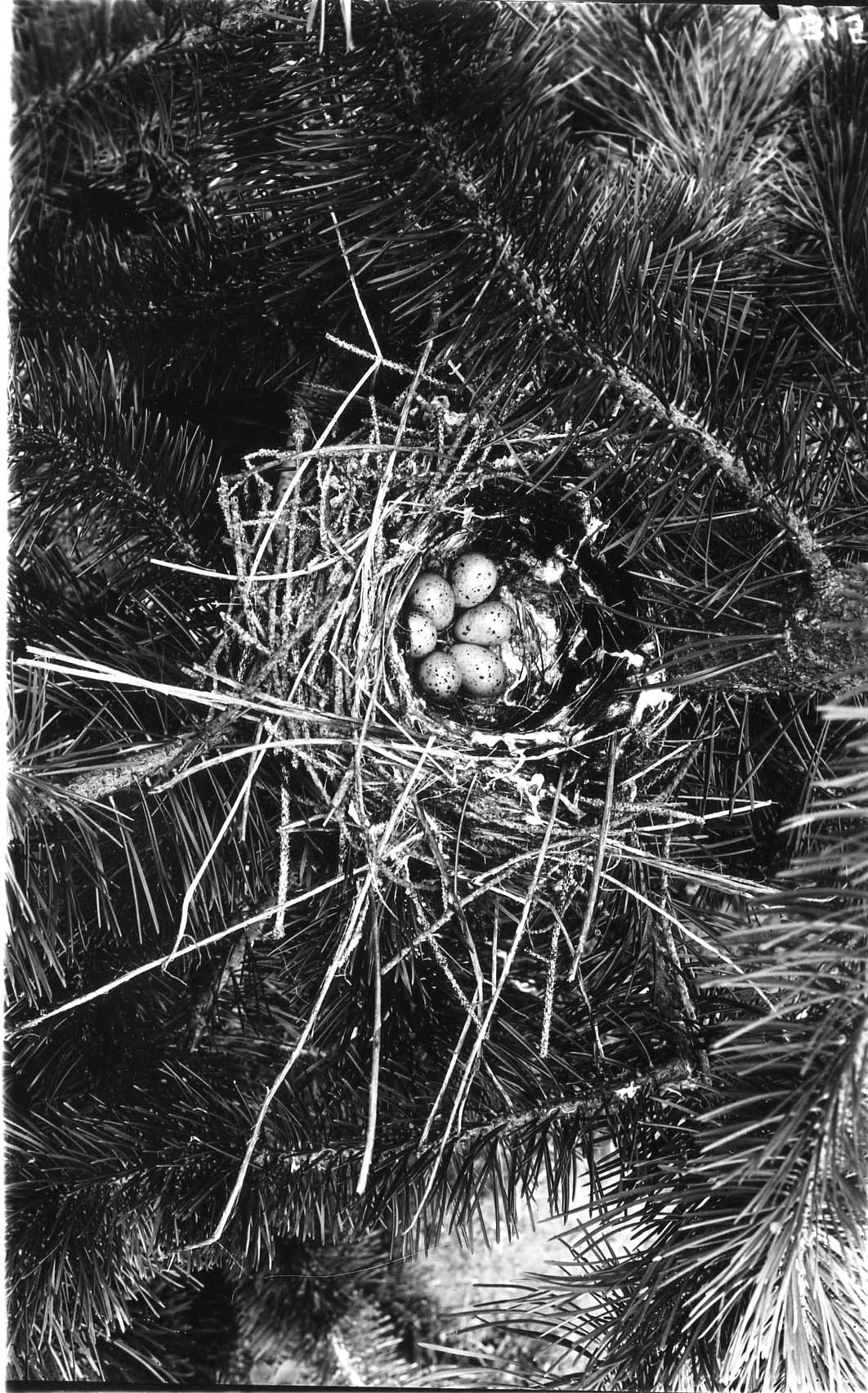 Nest of Bohemian Waxwing