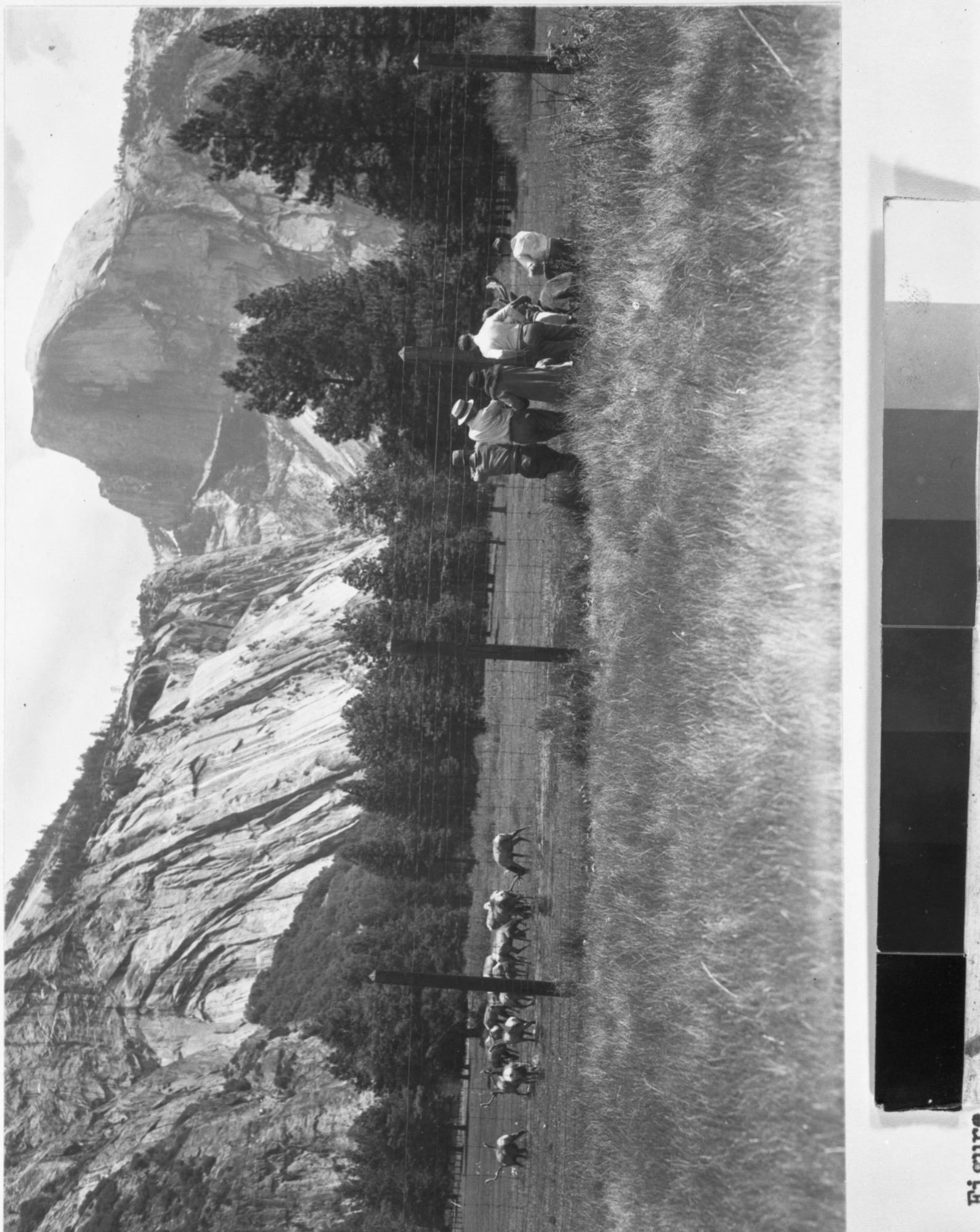 Copy Neg: MD 1986; Figure 26A. View of the Elk Paddock portion of Cook's meadow sometime between 1921 and 1933 when the meadow was used for this purpose. Note the heavily grazed condition inside the fence.