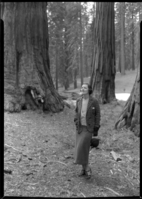Irene Dunne in governor's group of Big Trees.