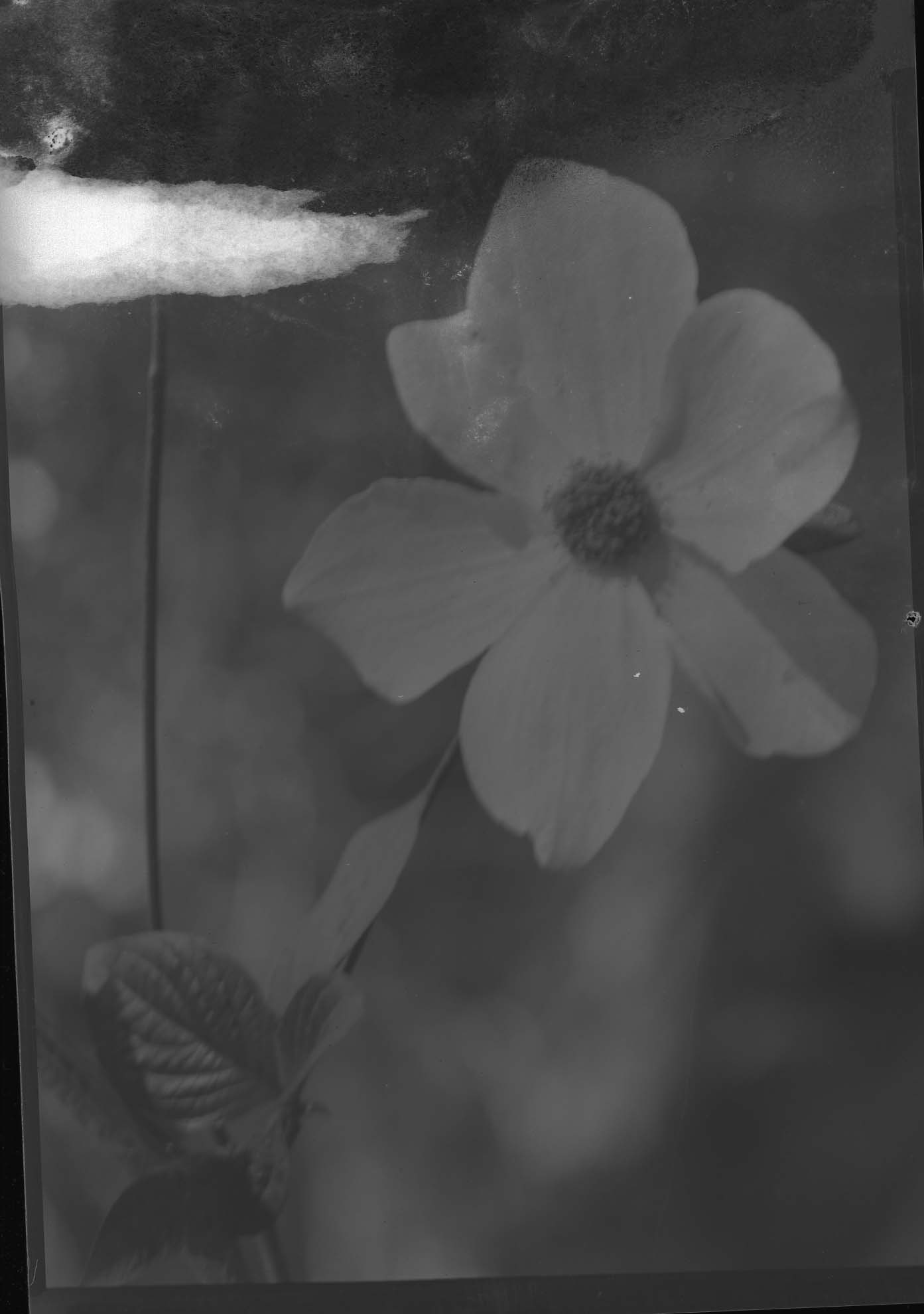 Sequioa National Park