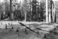 Cutover land near north line of Cuneo property.