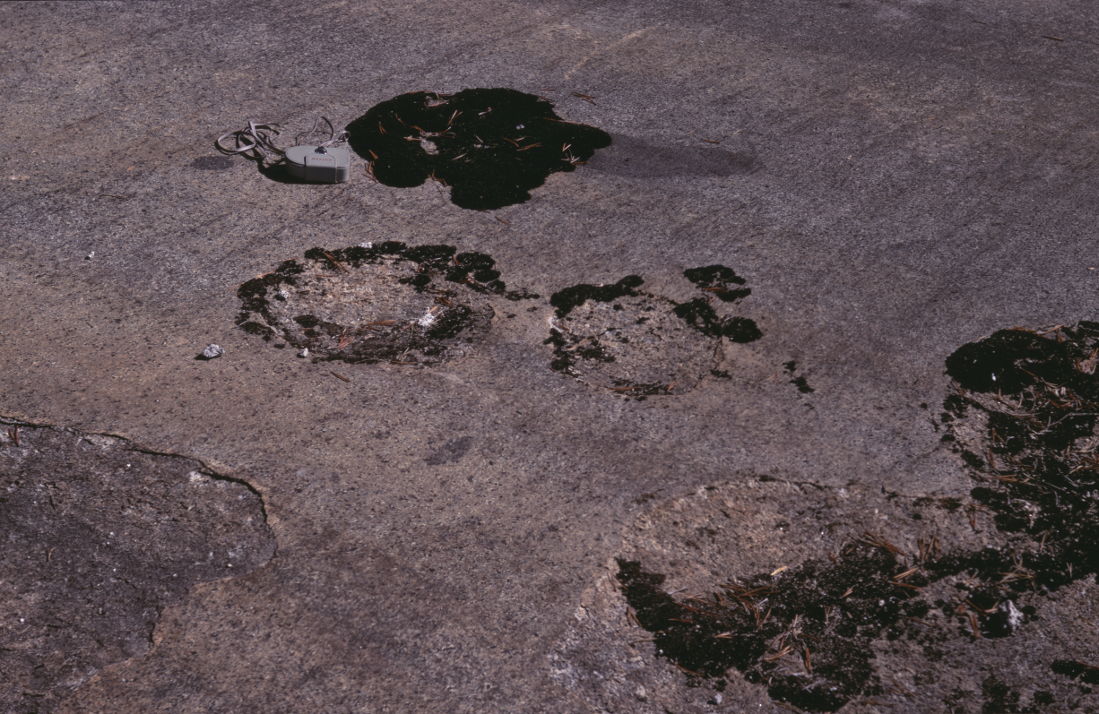 Moss growing on Glacial Polish & weathered sections