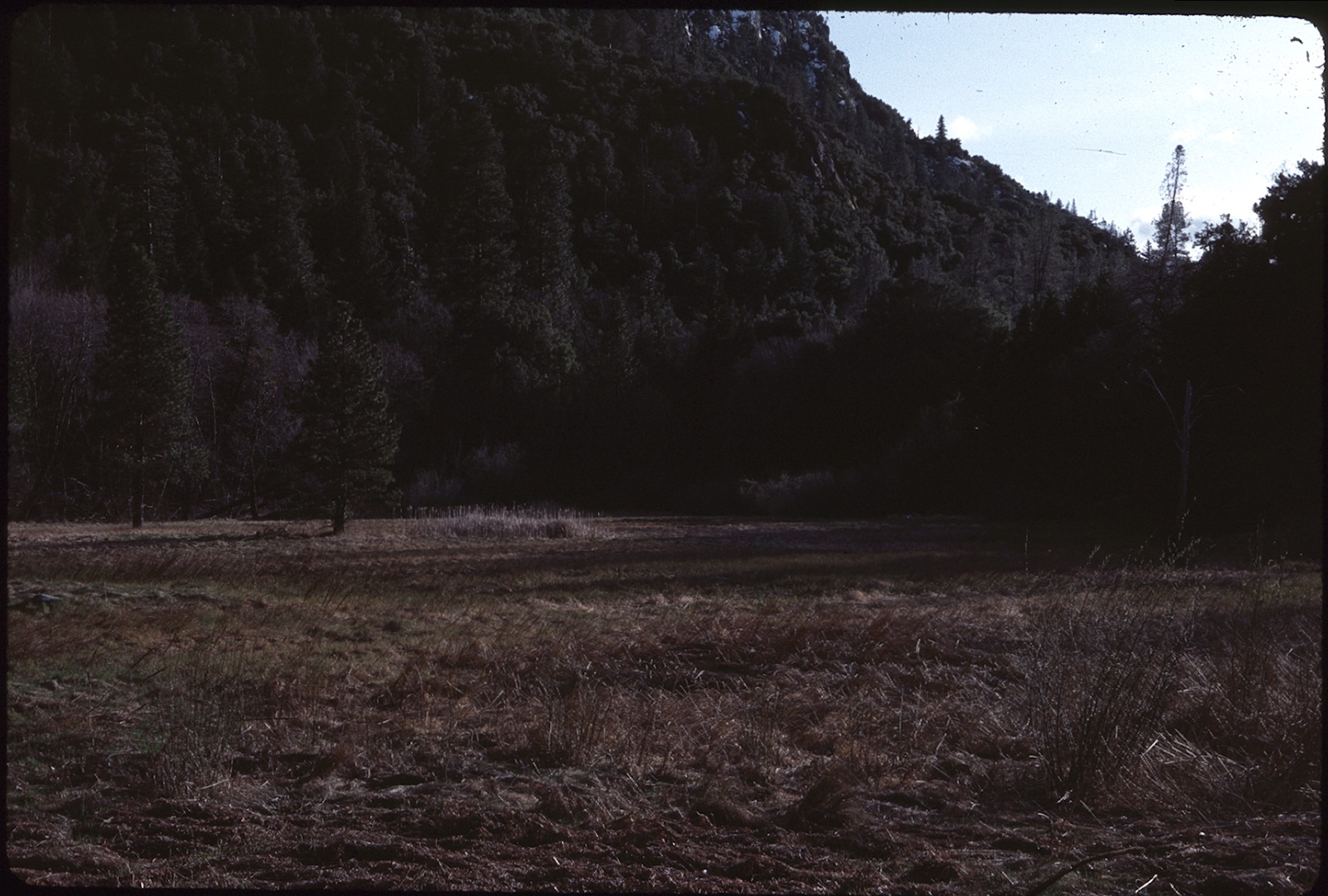 meadow and hill with trees