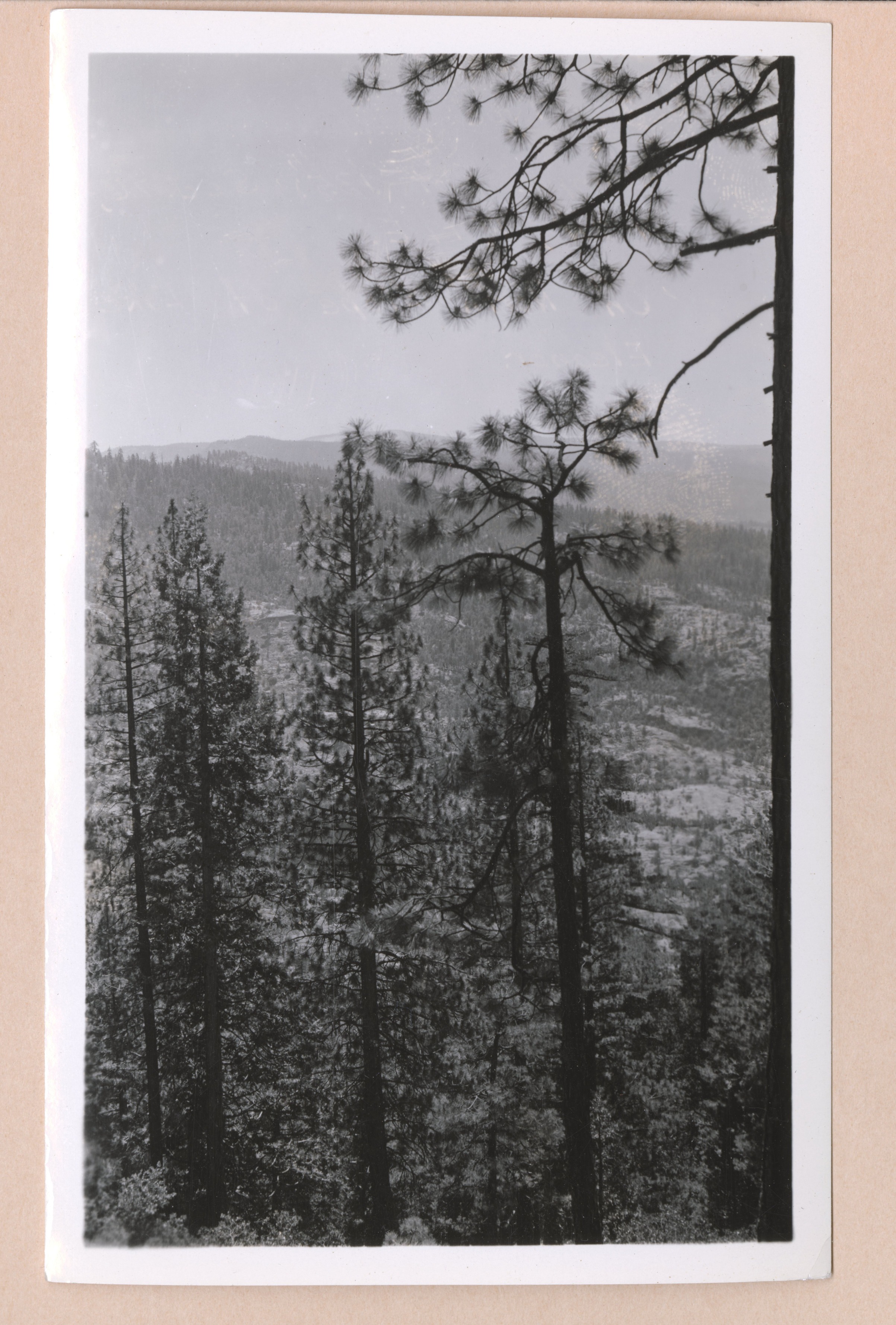 SY type, sample plot 141, Sec 25, T2N, R19E, El 5900, picture shows mostly Y trees, so site poorly selected for sample plot shows S & Y equally present