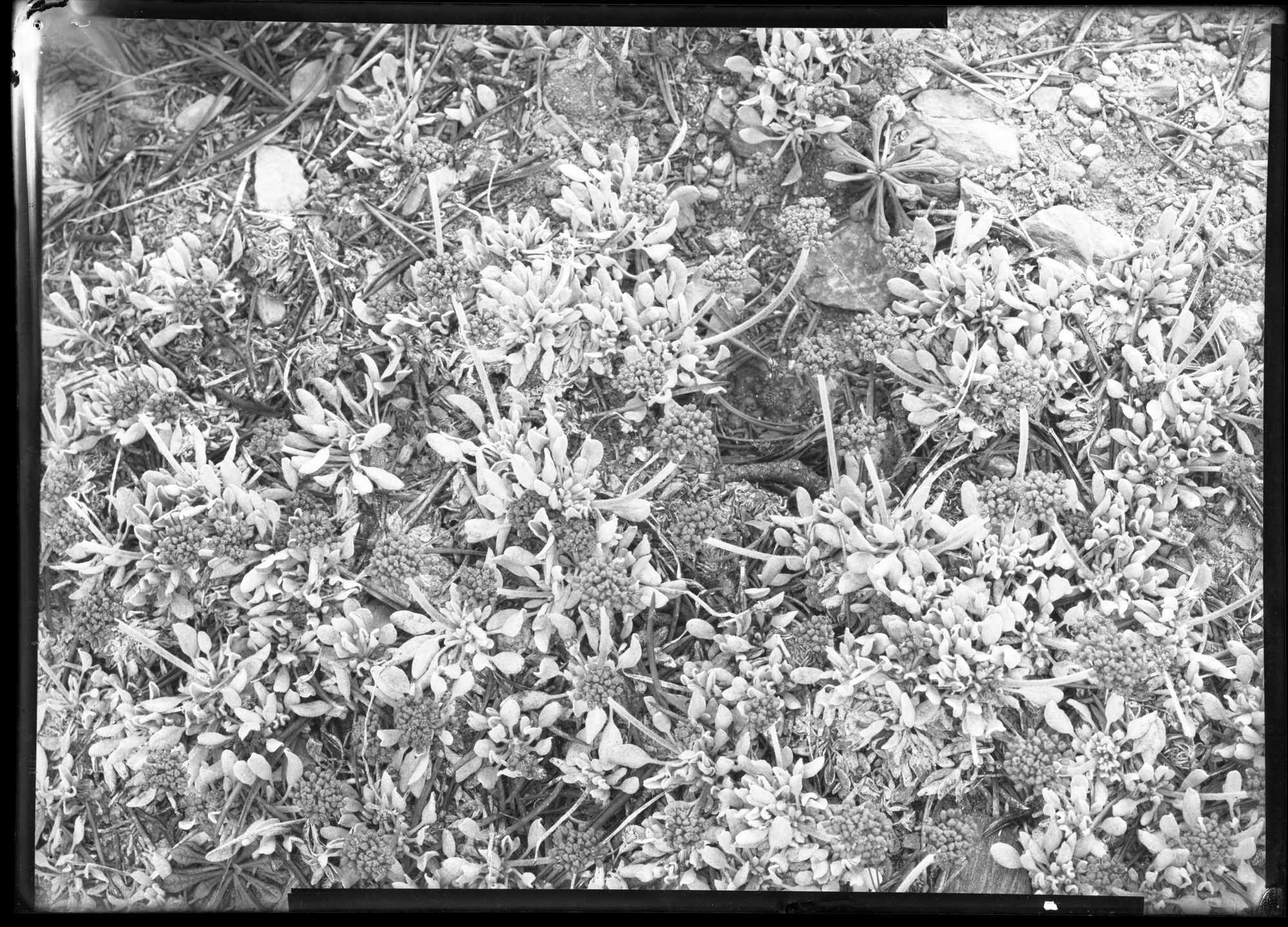 Lemon-yellow eriogonum (E. umbellatum)/ Tuolumne Meadows, Cal. 4000 - 9000 ft.