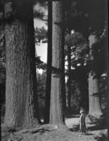Mrs. Marshall standing beside large sugar pine BOF road