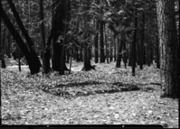 Site of Muir's "Lost cabin" near Tenaya Creek trail bridge (according to Jack Leidig)