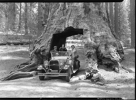 Governor Al Smith in car through old tunnel tree in Tuolumne Grove.
