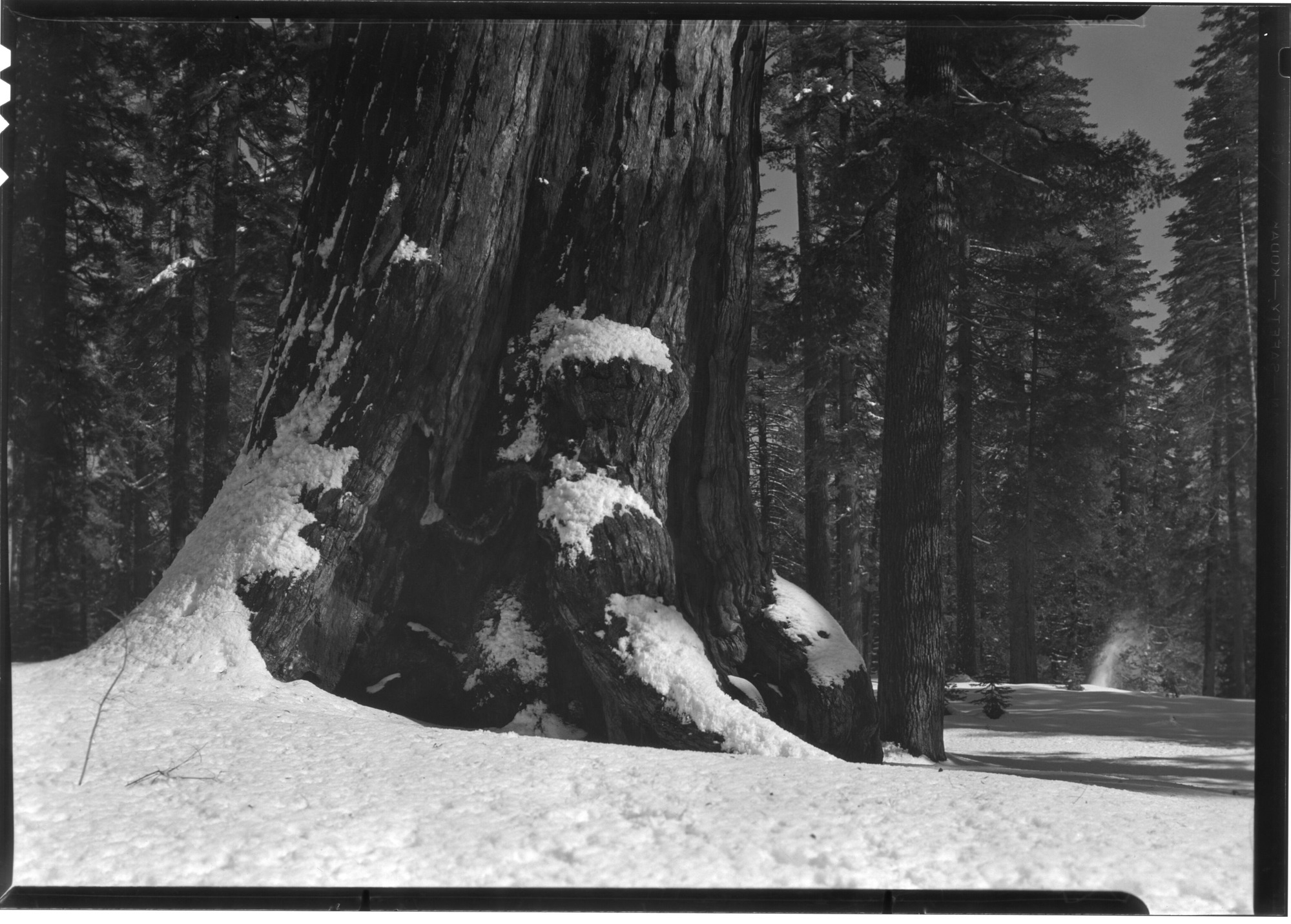 Base of Grizzly Giant