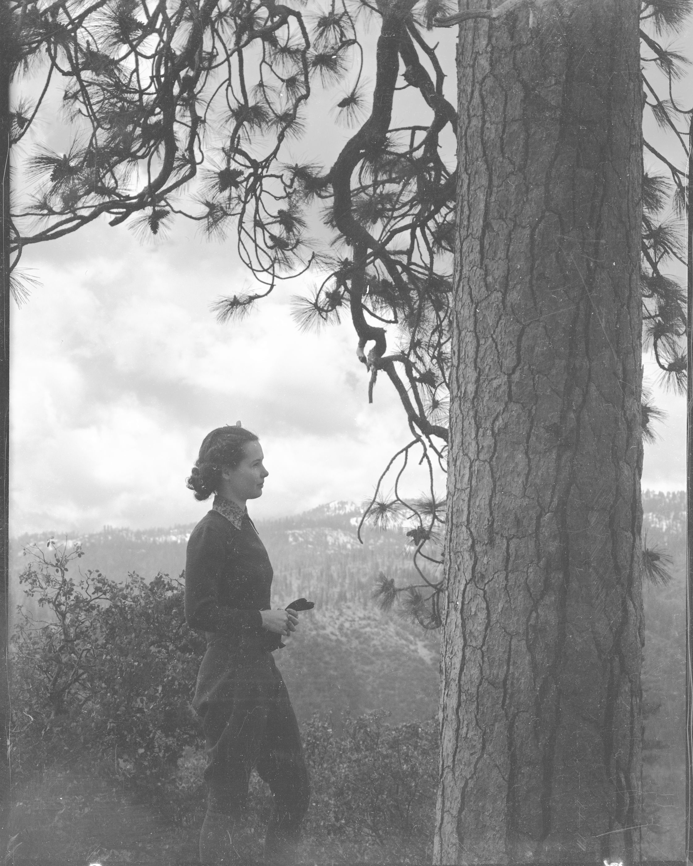 Girl and yellow pine tree