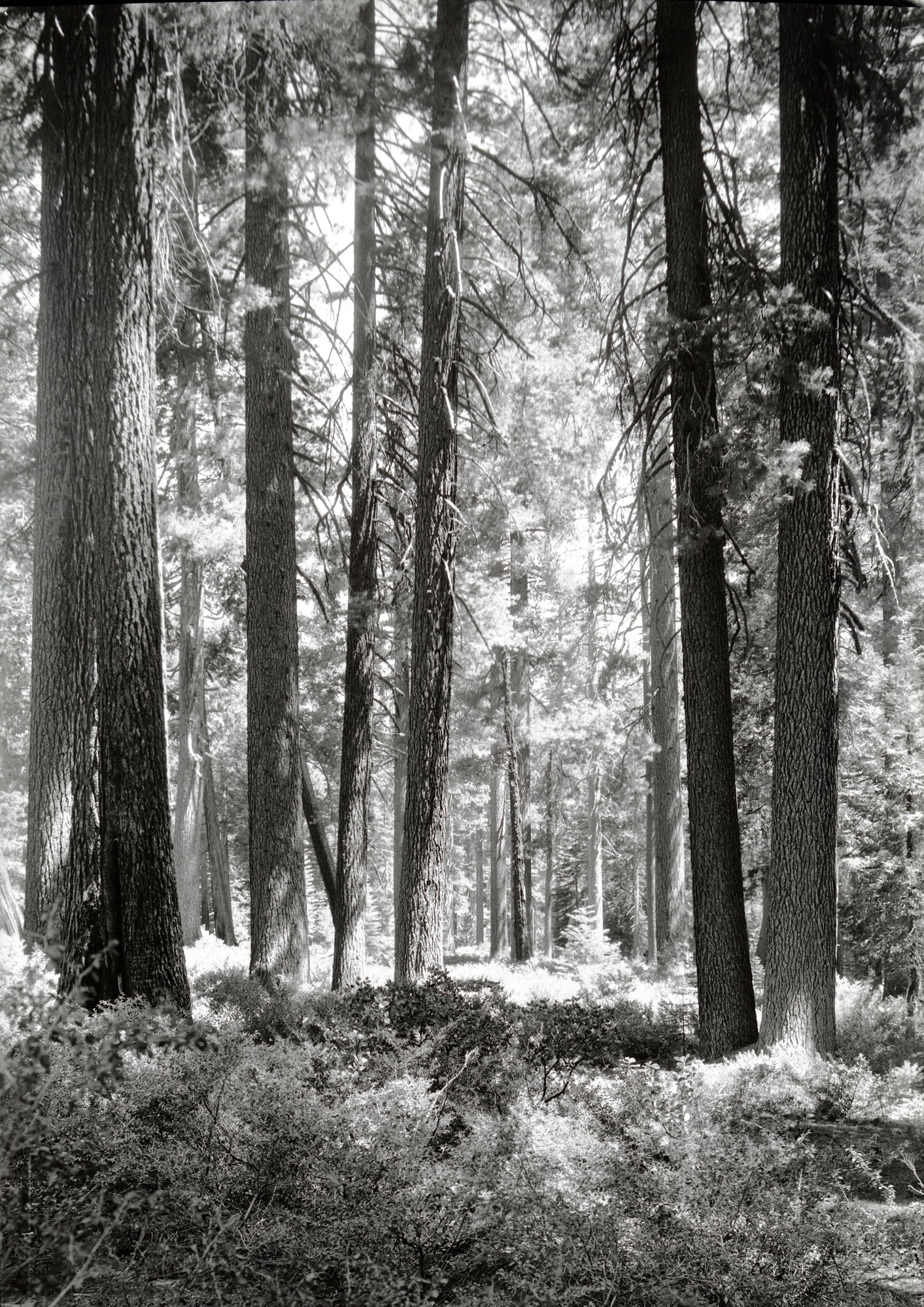 Sugar Pine Forest. Copied April 1997 by Leroy Radanovich.