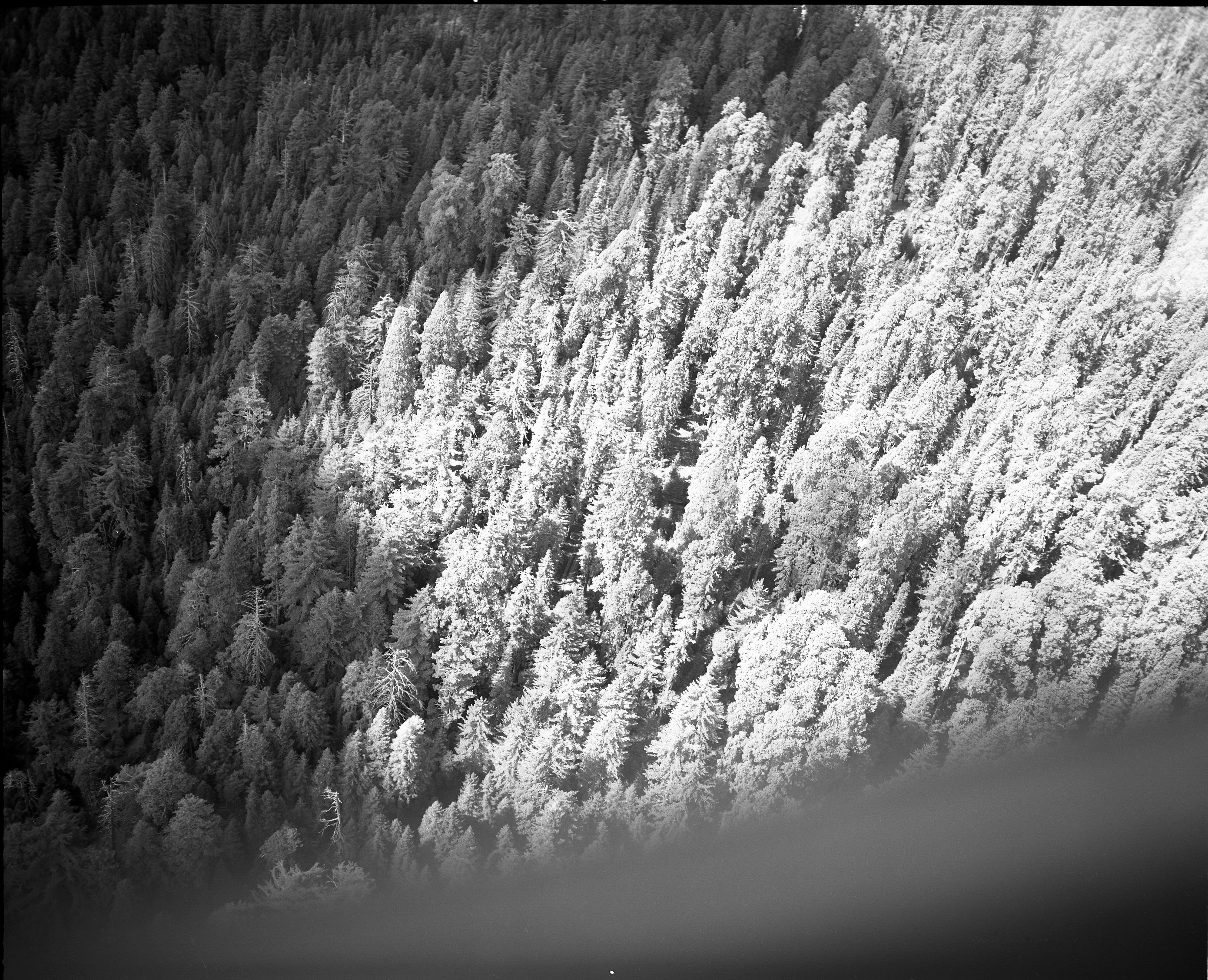 Aerial photograph of flight over park, Forests.