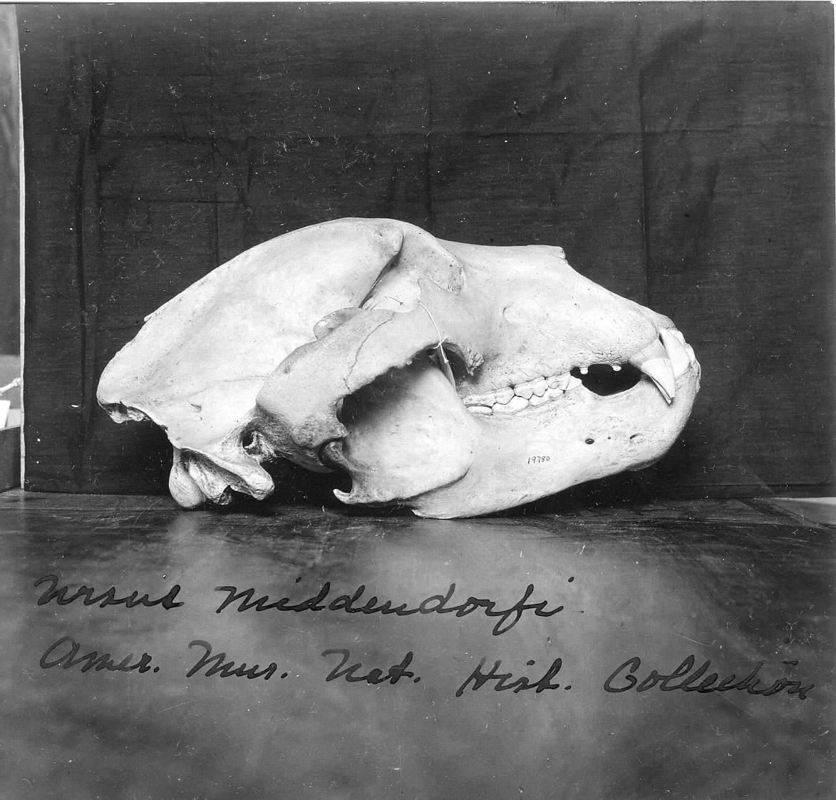 Skull