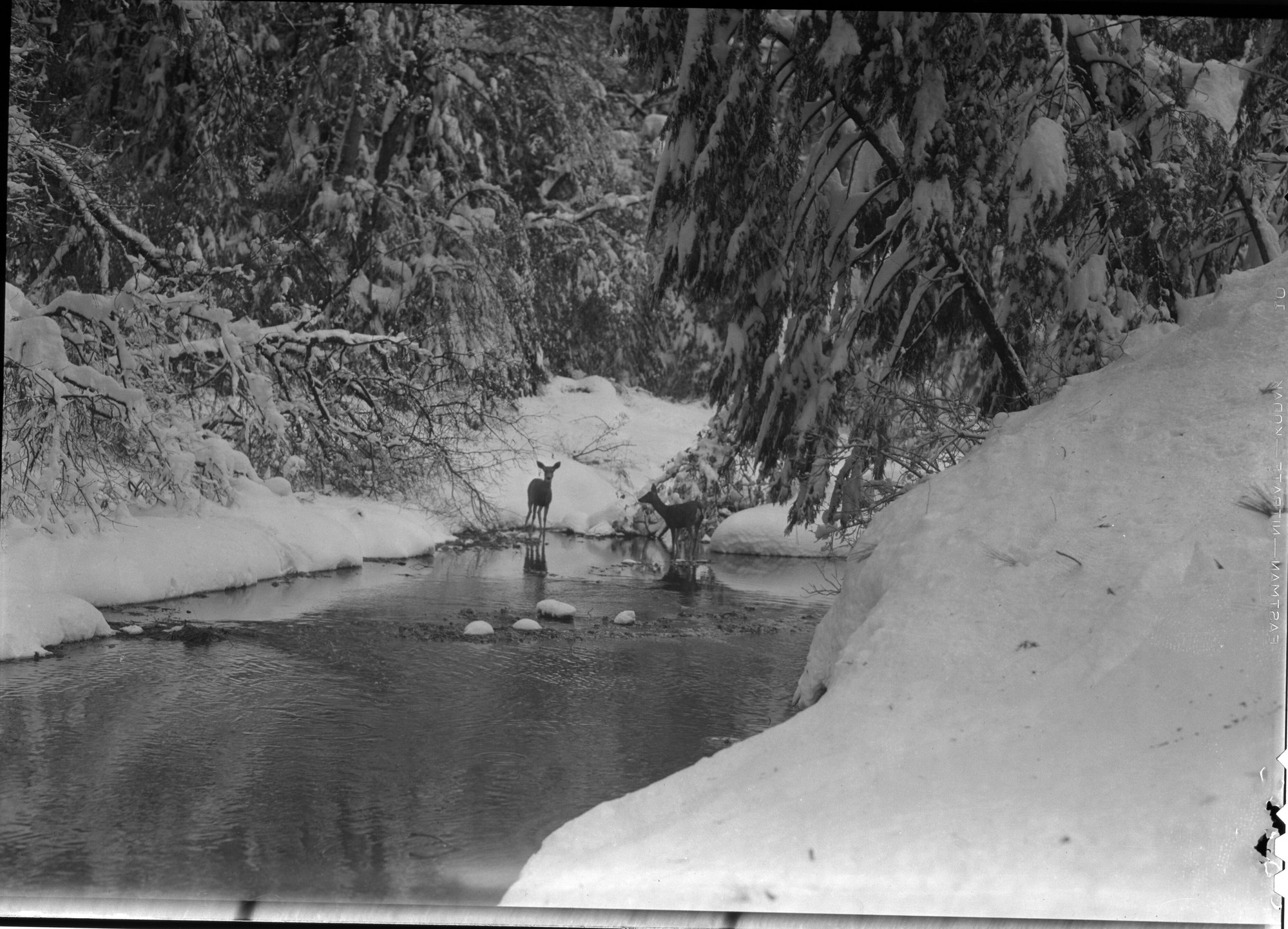Deer at water near Lodge.