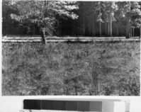 Copy Neg: MD 1986; Figure 16B from A Preliminary Survey of the Influence of White Man On The Vegetation of the Yosemite Valley by Gibbens. View from El Captain Meadow after the pine seedlings were removed by CCC personnel.