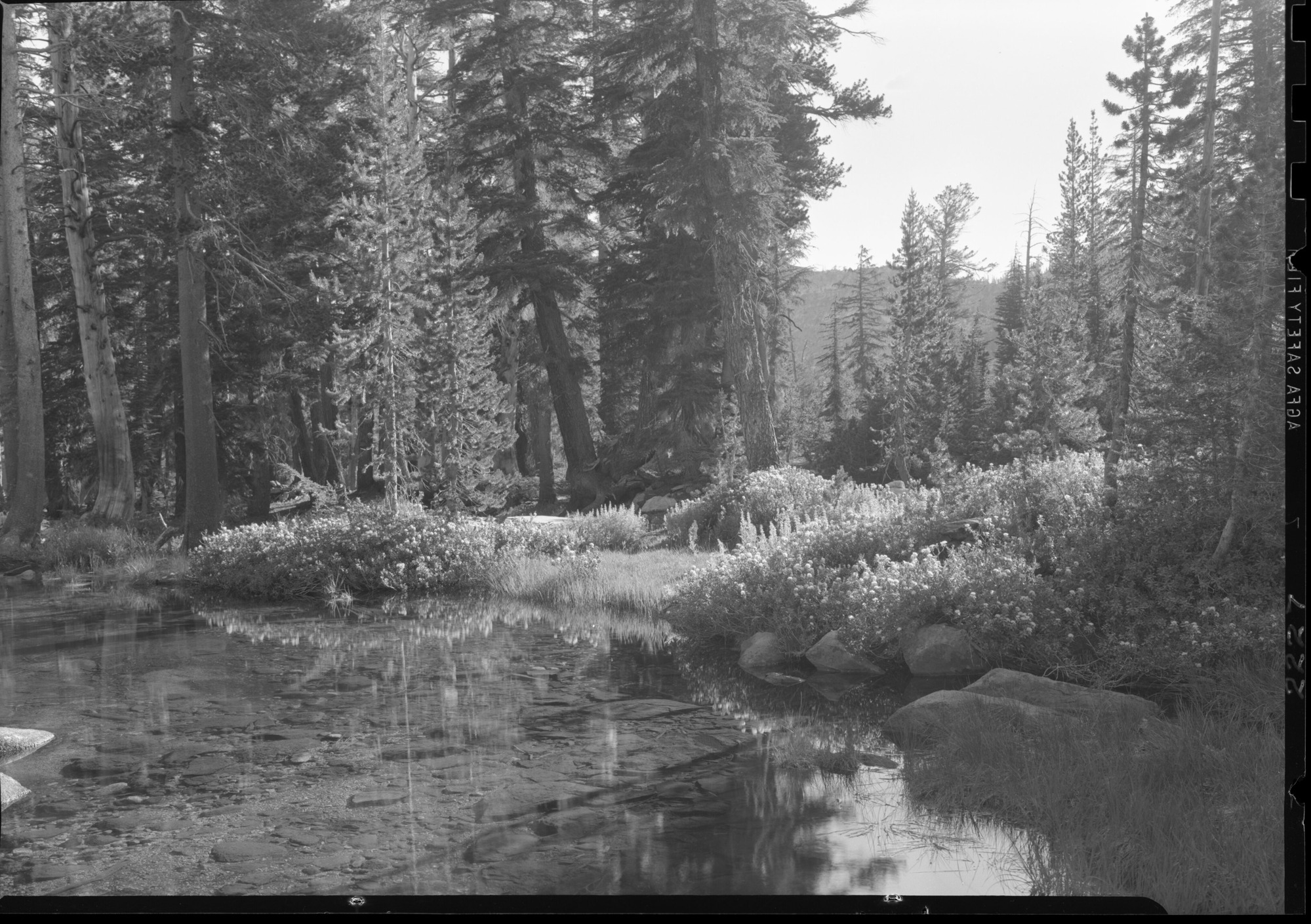 Labrador Tea at Ten Lakes