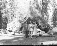 Haile Selassie at the base of the Grizzly Giant.
