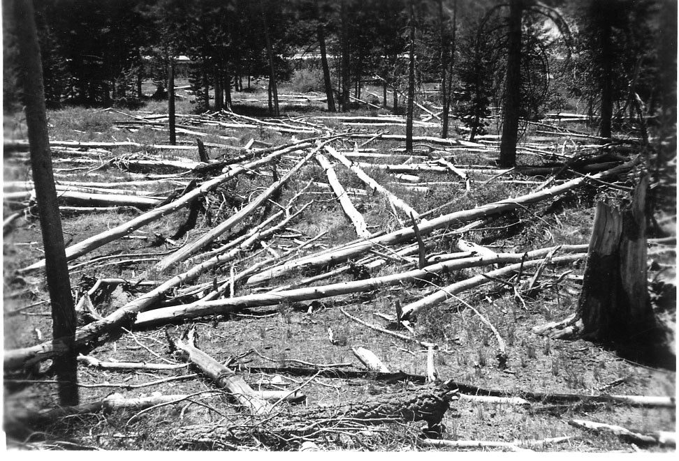 Logging Pile