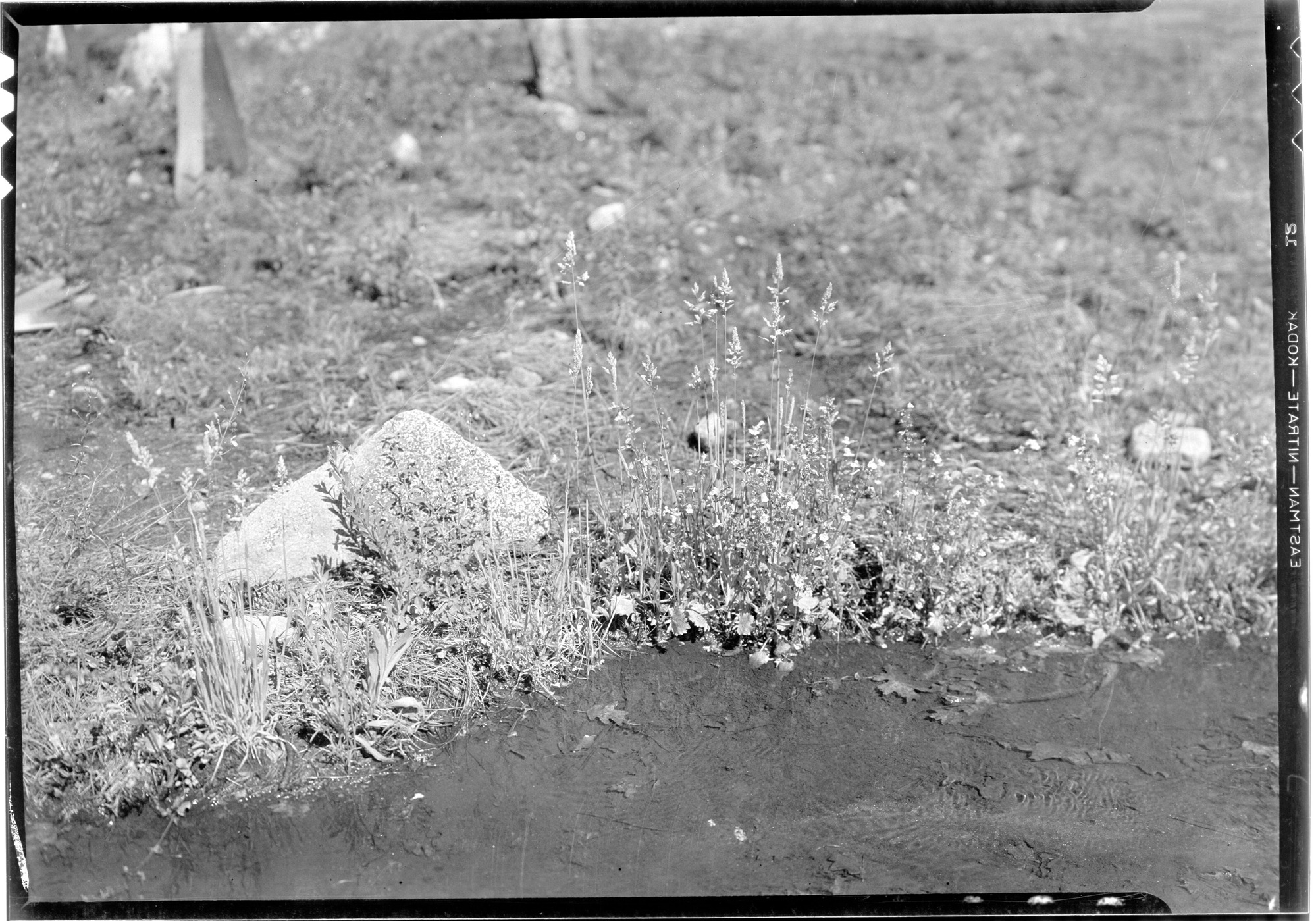 Yosemite Museum Wildflower Garden