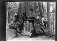 Galen Clark at Wawona Tunnel Tree with friends. Note: Elderly gentleman at right standing on tree believed to be Mr. Cook hotel proprietor. copied by Ralph H. Anderson. copied 1951.