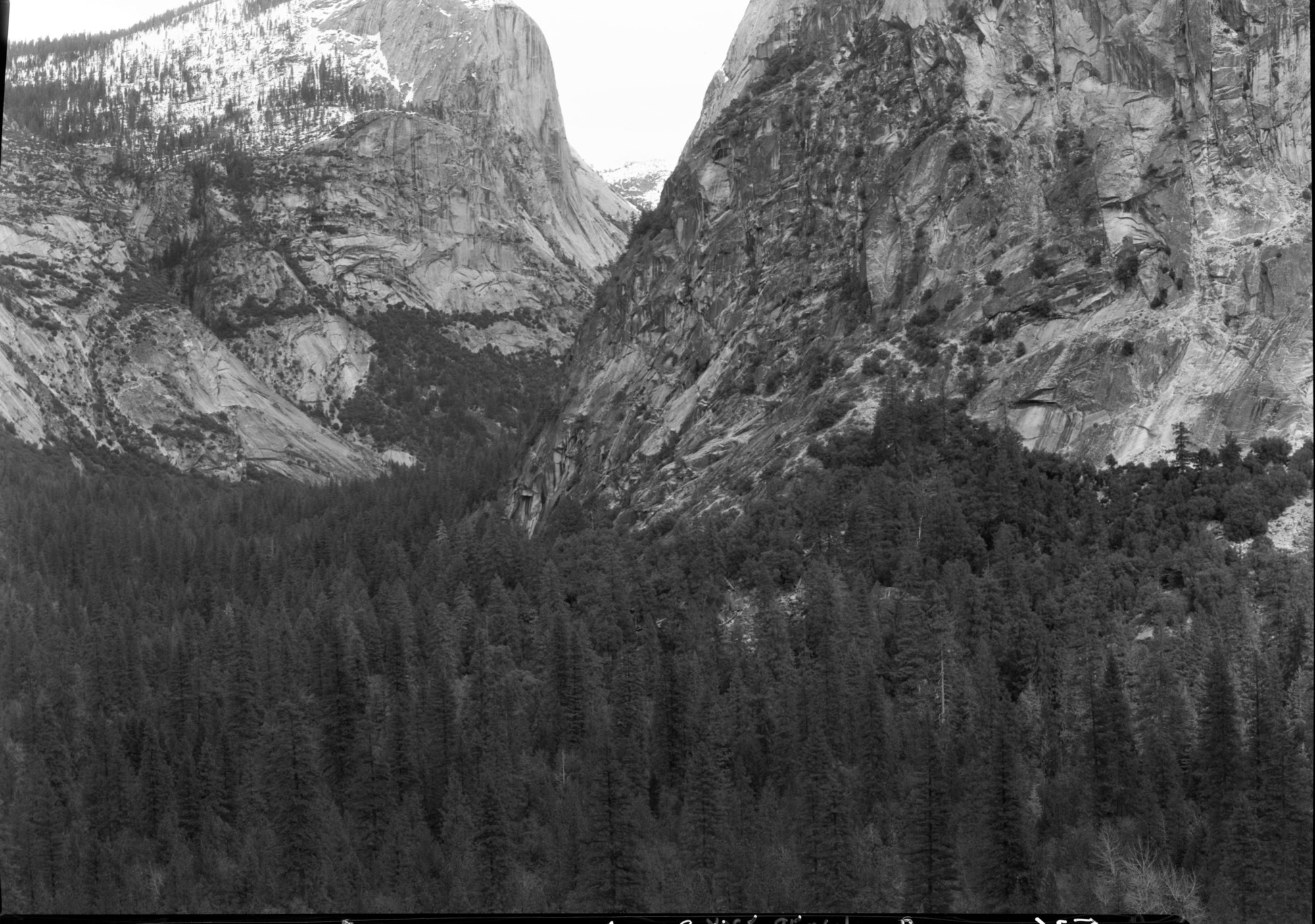 Forest on talus slope at mouth of Tenaya Canyon.