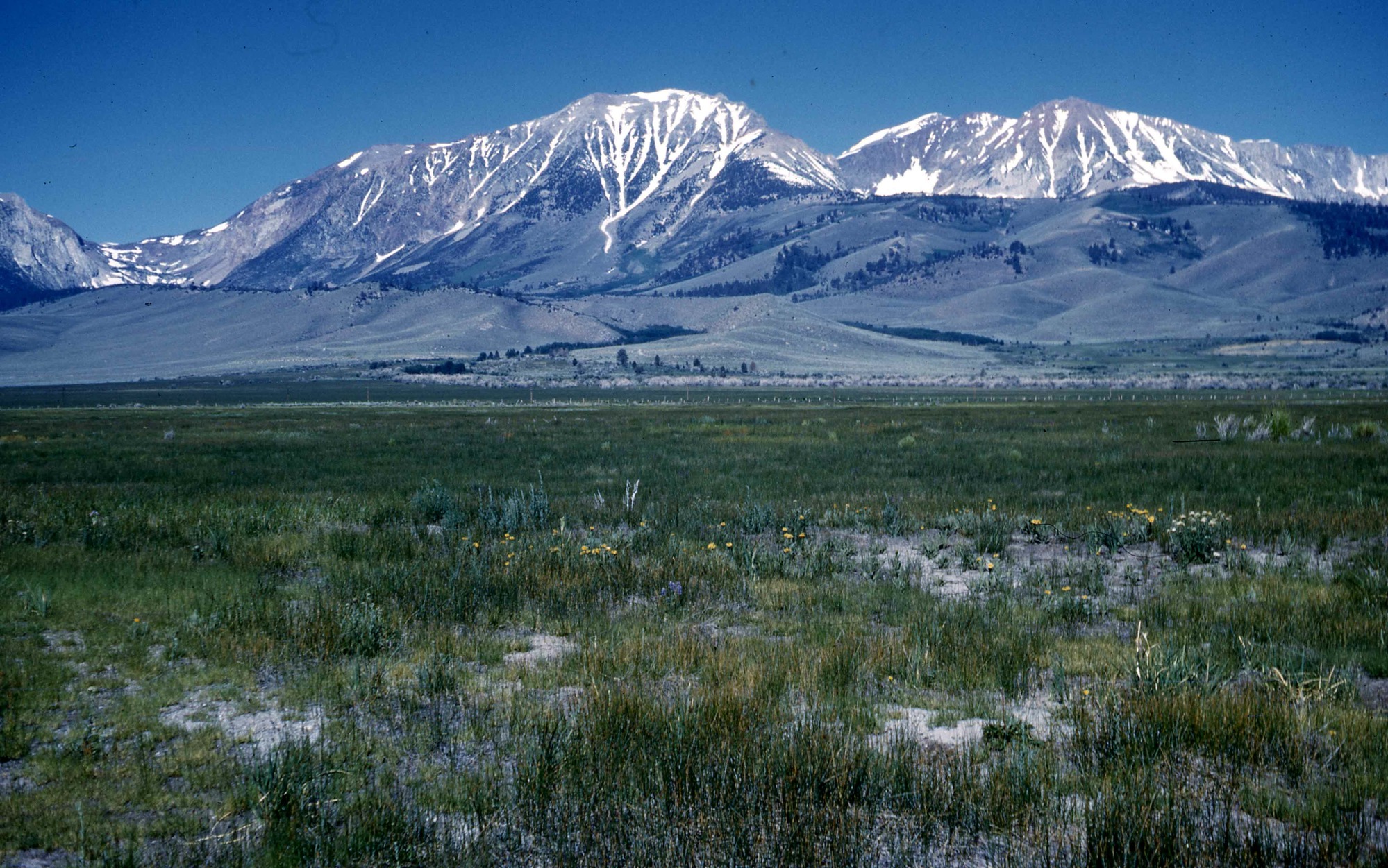 Mt. Gibbs, Mt. Dana, Mono Pass
