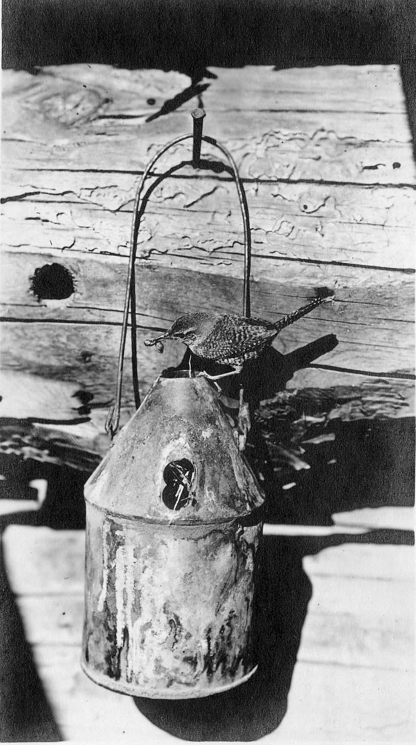 Parkinan's Wren and oilcan