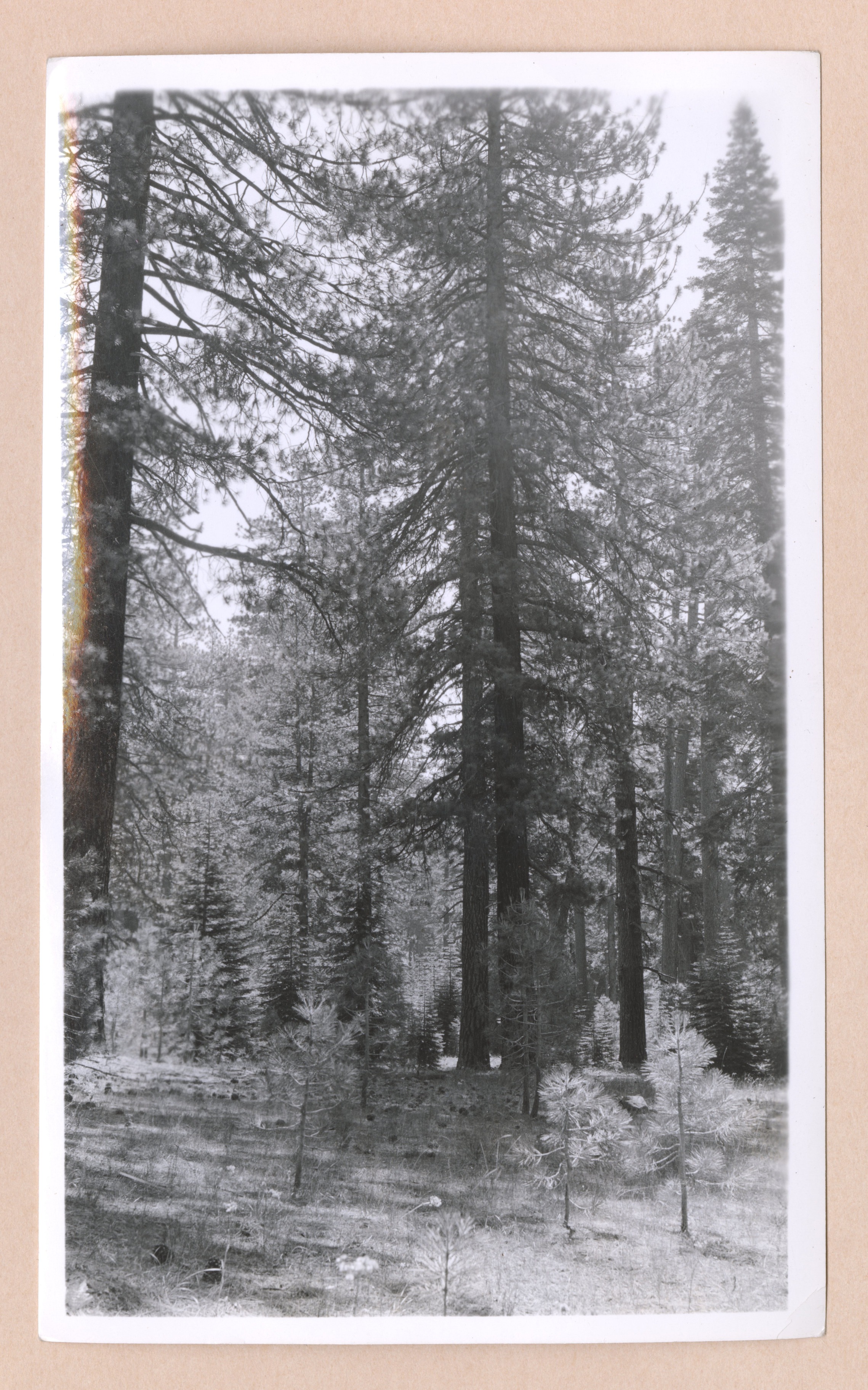 J Type; Sec 10, T3s, R22 E, El. 6600, sample plot 54