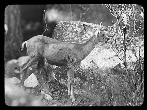 Mule Deer