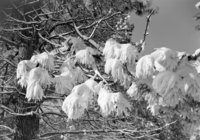Snowcovered limb of pine tree.