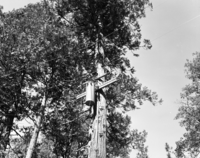Foresta. Powerline take-off to Garrison House. D-12.
