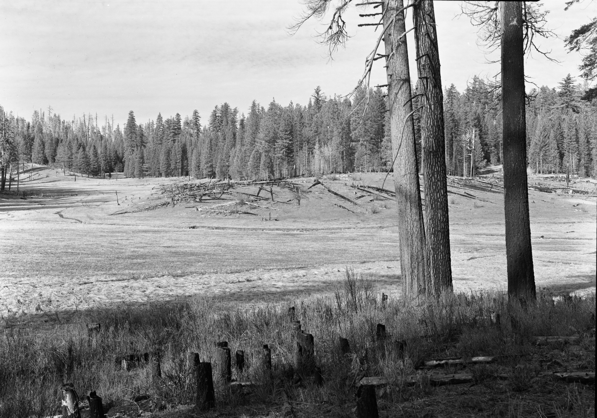 Looking NW across meadow on Cuneo property.