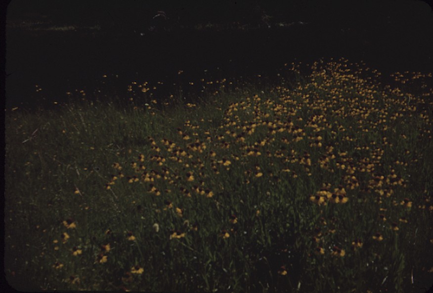 Yosemite brown yellow susan-crane flat