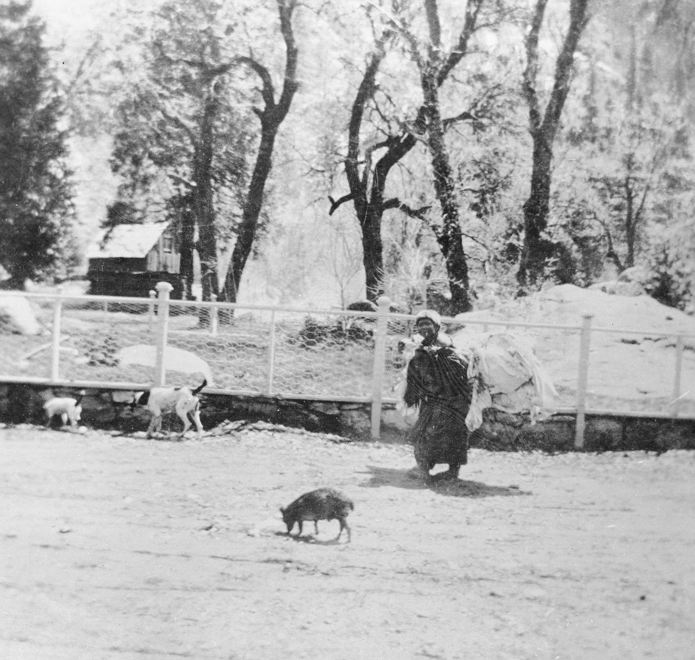 Old Mary or Lucy near Sentinel Hotel in Yosemite Valley.