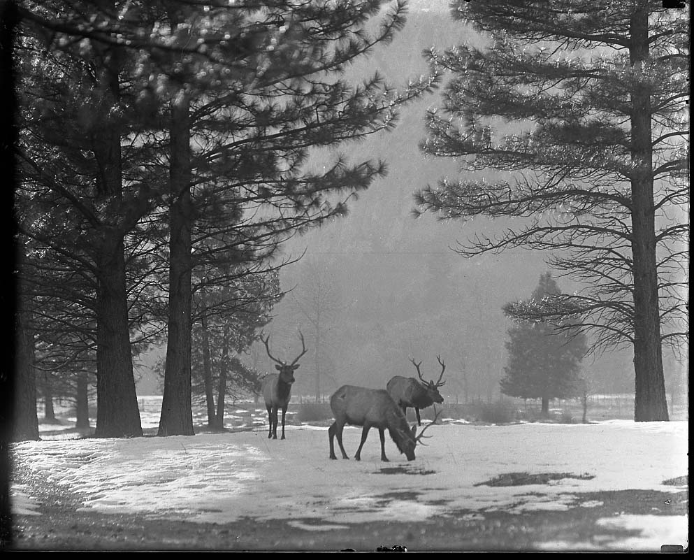 Yosemite National Park