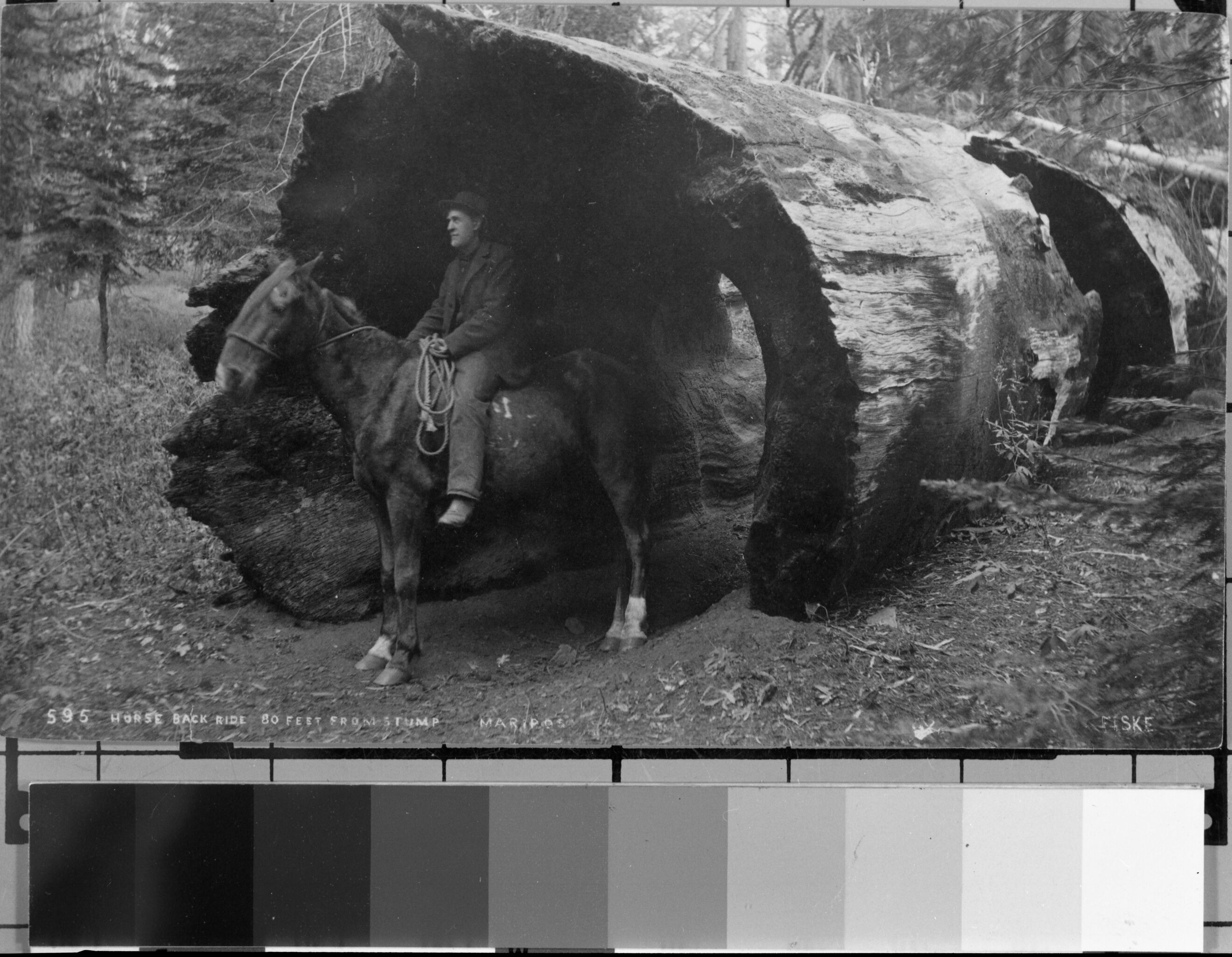 Stephen Cunningham, Keeper of the Big Trees.