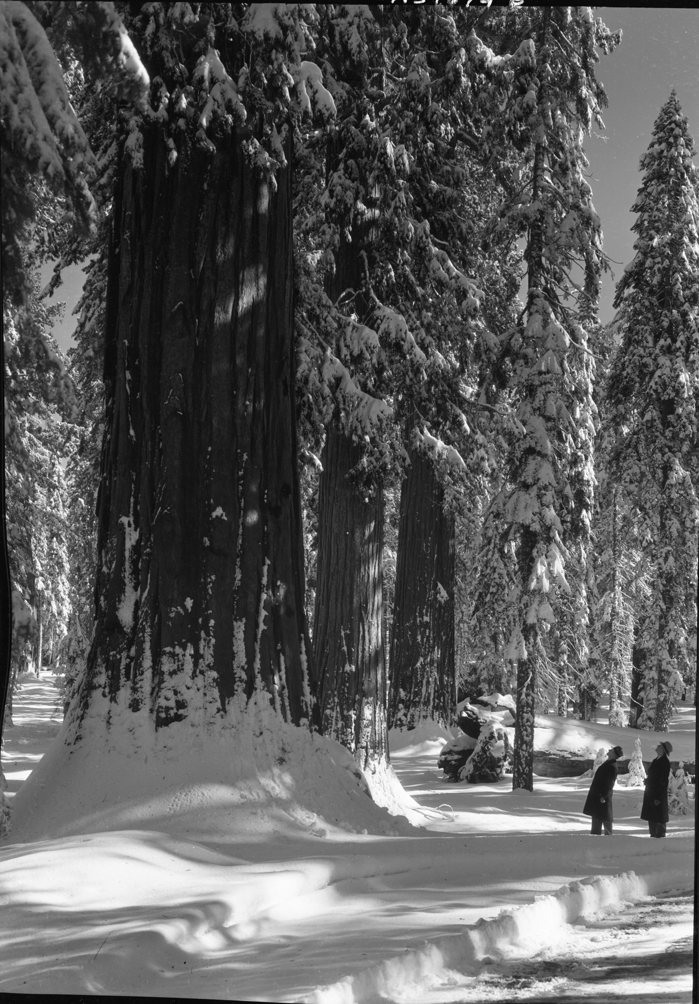 Columbia Tree in Winter
