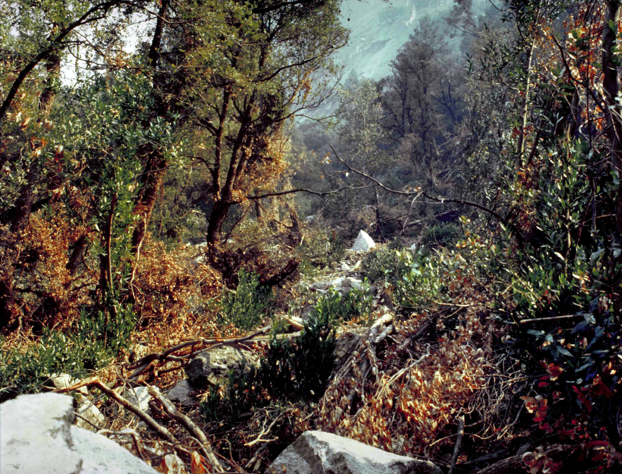 View of broken trees and branches cutting a path through a densely wooded slope to a large jagged  boulder at the end of the view.
