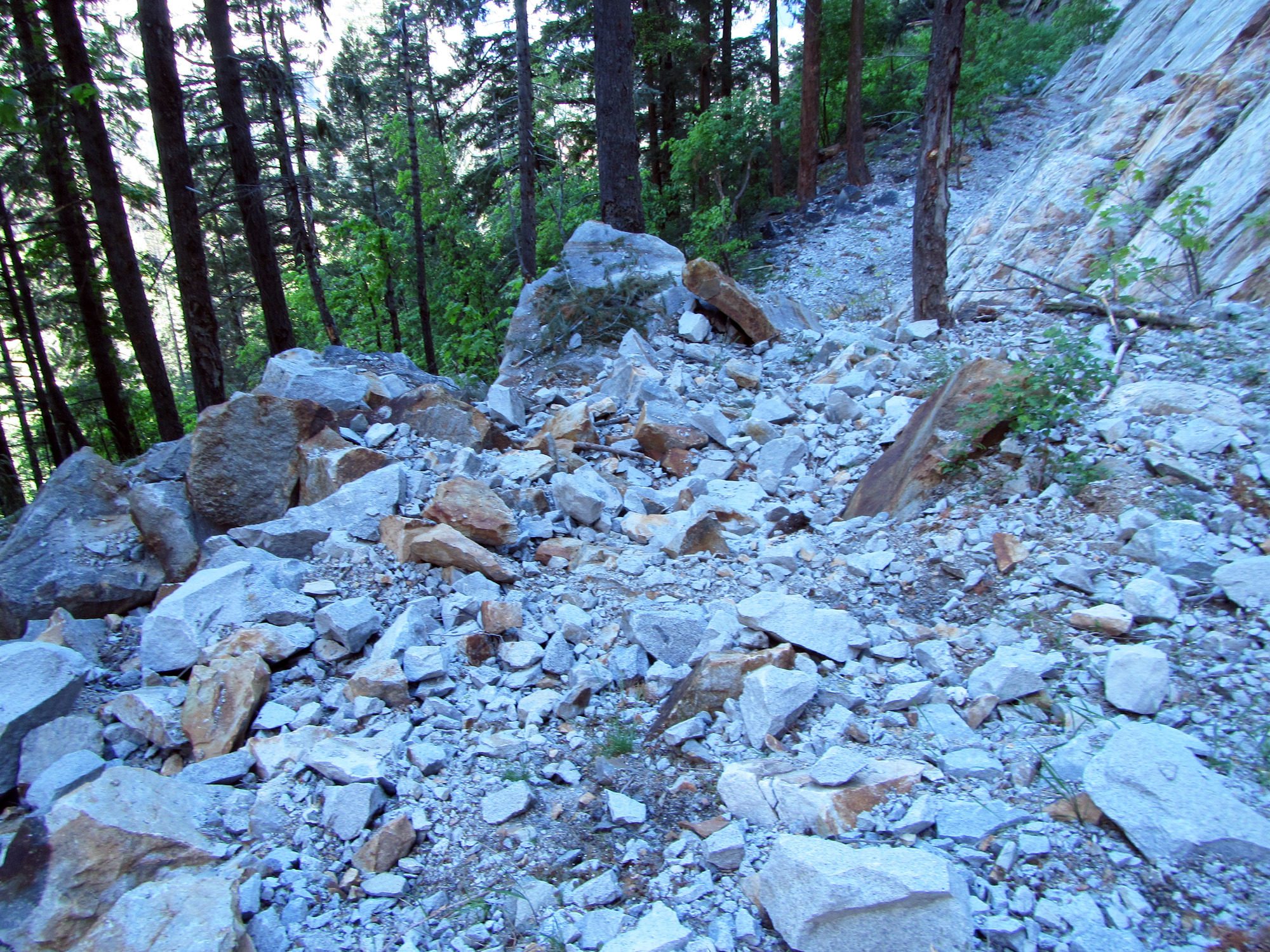 Fresh rock debris and damaged vegetation on a talus slope at the base of a cliff.