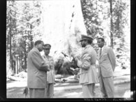 Haile Selassie at the Grizzly Giant.